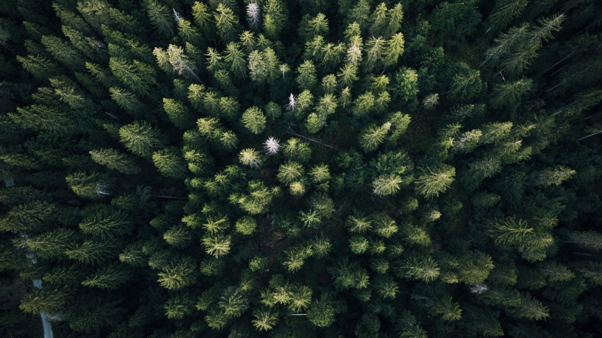 trees from drone - Crew Connection